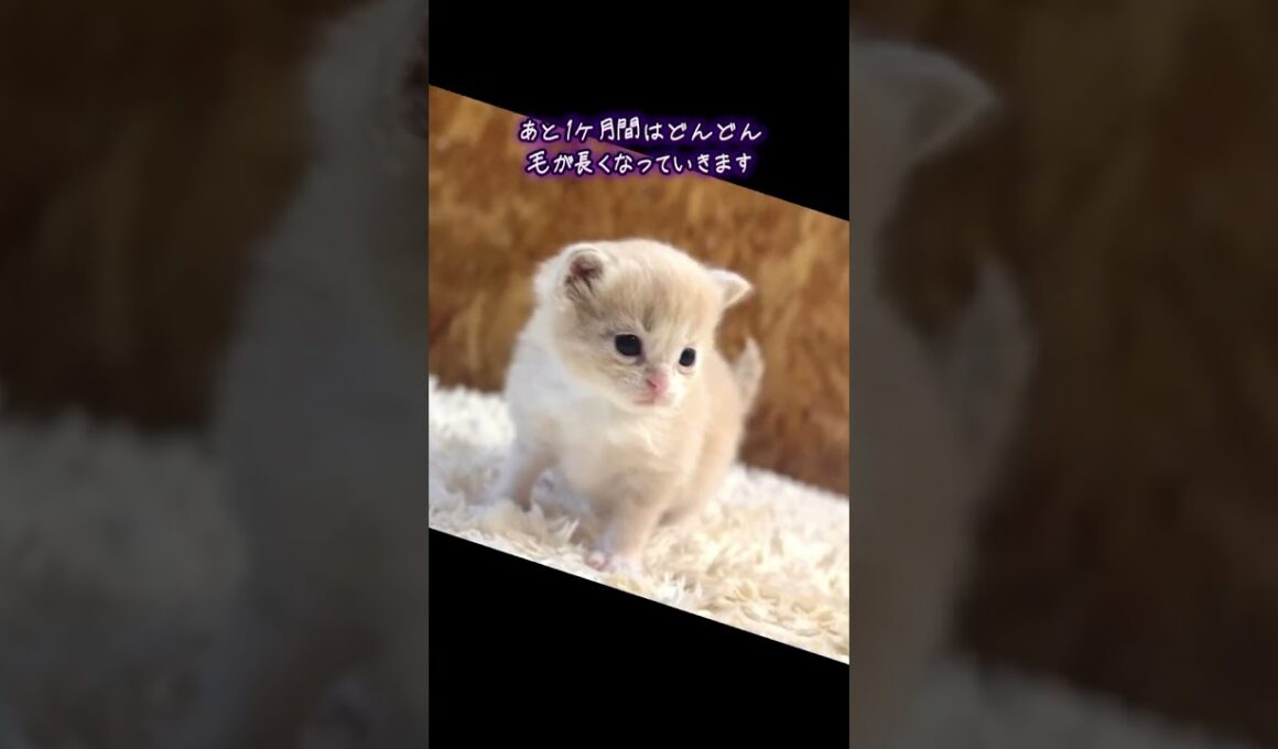 生後24日になった長足マンチキンくん#マンチカン#マンチカンブリーダー#ななはちずルーム #神メソッド #飼い主様募集中