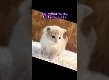 生後24日になった長足マンチキンくん#マンチカン#マンチカンブリーダー#ななはちずルーム #神メソッド #飼い主様募集中
