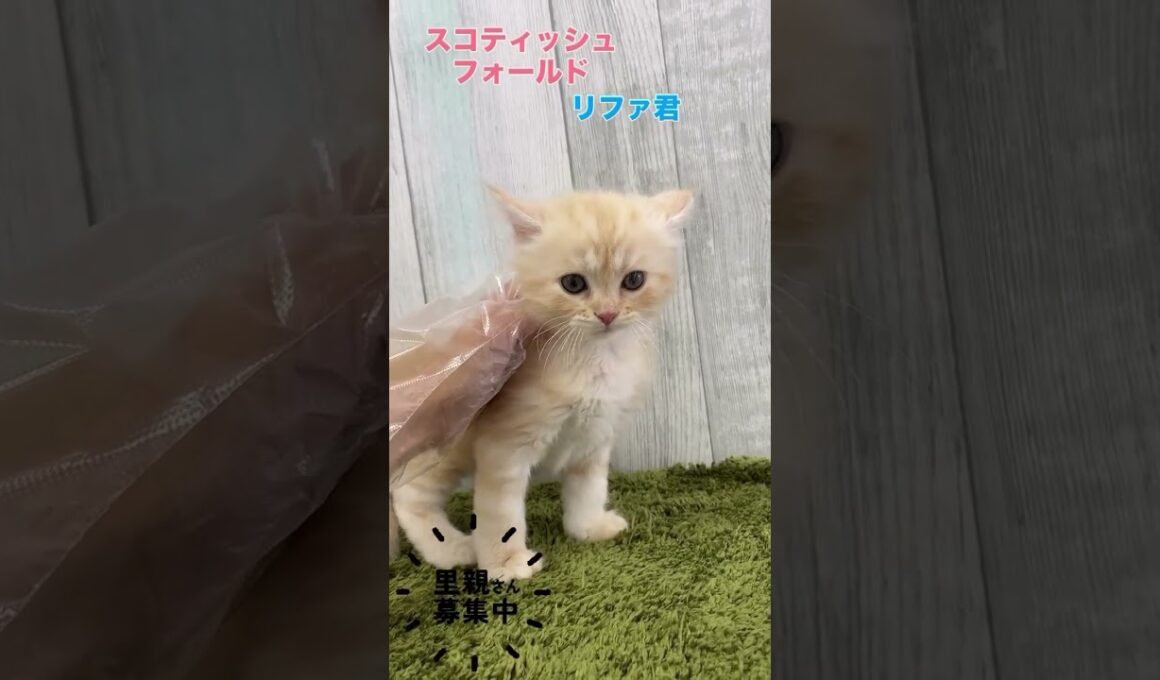 スコティッシュフォールドのリファ君の里親さん募集中です✨