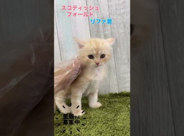 スコティッシュフォールドのリファ君の里親さん募集中です✨