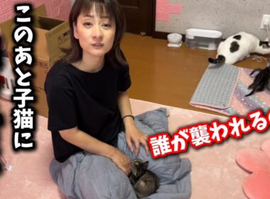 子猫に襲われ逃げた先には…