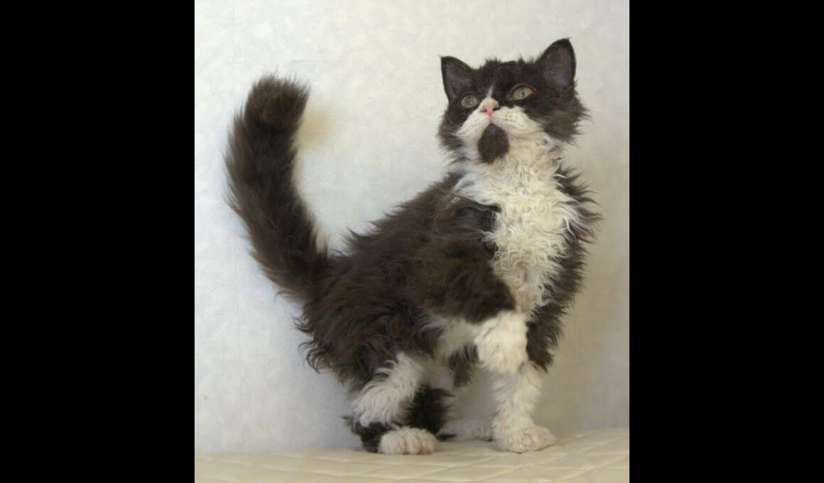セルカークレックス子猫　Selkirk Rex　2025.4.12産まれ　ブラック＆ホワイト　巻き毛　女の子　シーダキャット猫のお店