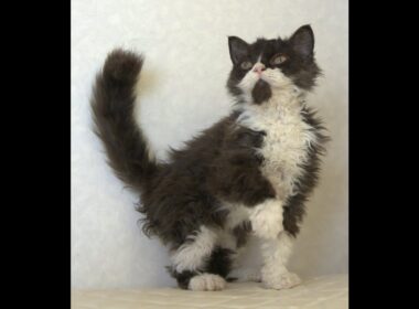 セルカークレックス子猫　Selkirk Rex　2025.4.12産まれ　ブラック＆ホワイト　巻き毛　女の子　シーダキャット猫のお店