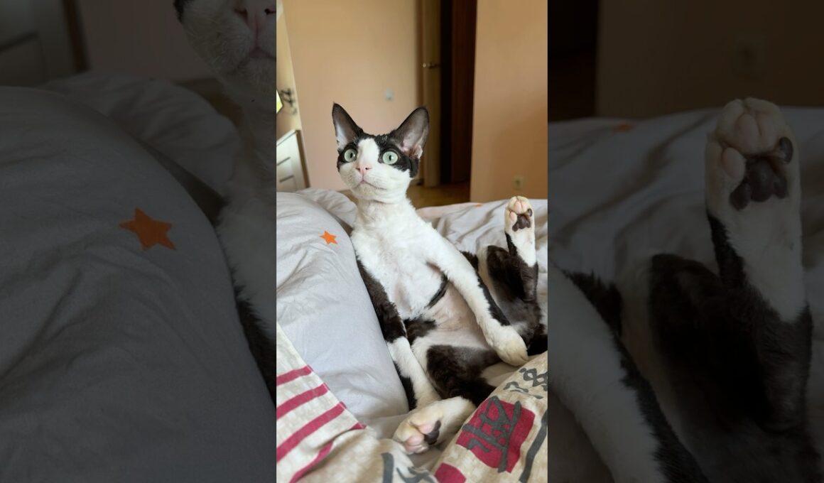 Devon Rex Diaries: Jesus Edition #cute #cutecats #cat #devonrex