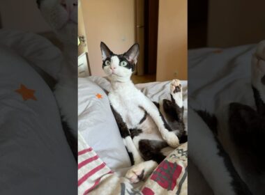 Devon Rex Diaries: Jesus Edition #cute #cutecats #cat #devonrex