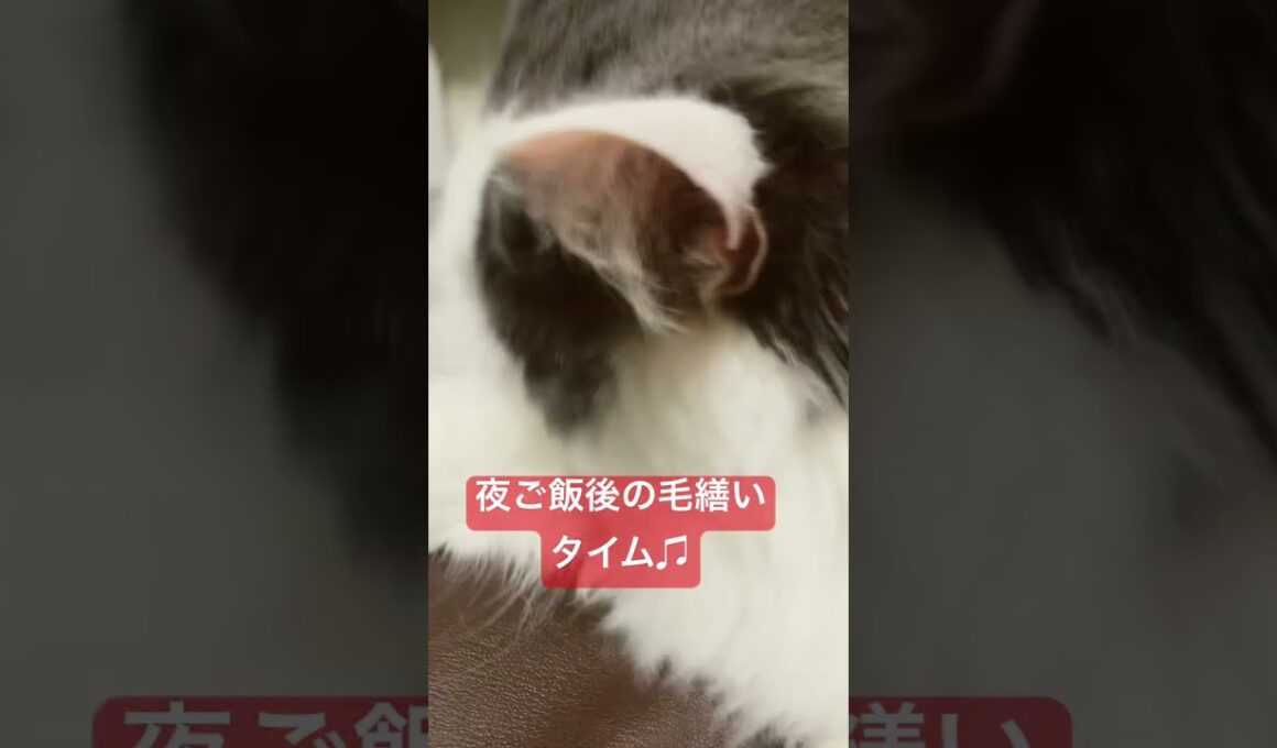 #cat #猫#猫動画#猫のいる暮らし #猫好きさんと繋がりたい #ラガマフィン#shorts