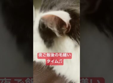 #cat #猫#猫動画#猫のいる暮らし #猫好きさんと繋がりたい #ラガマフィン#shorts