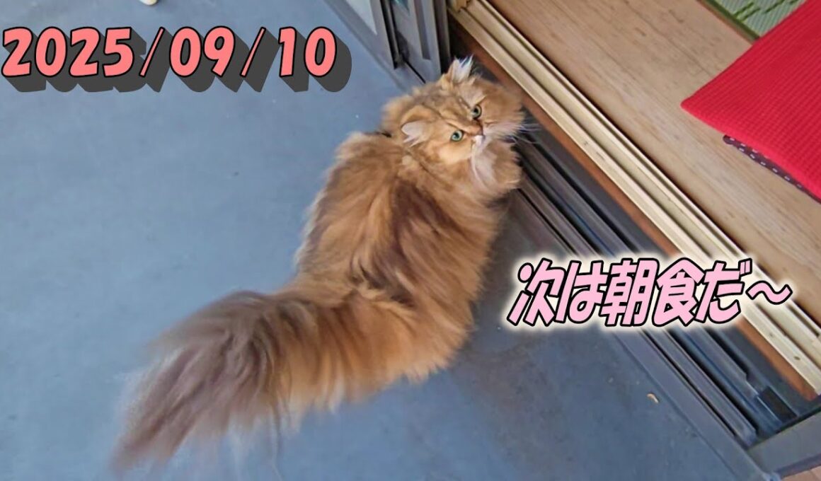 バルコニーの草から朝食へ切替えるひとみをワンカットで　Persian cat Hitomi's relaxing days 2025/09/10