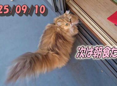 バルコニーの草から朝食へ切替えるひとみをワンカットで　Persian cat Hitomi's relaxing days 2025/09/10