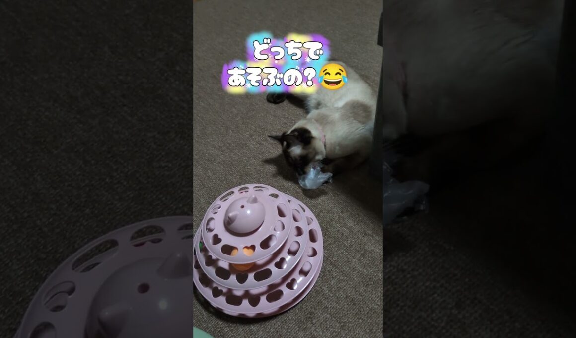 どっちにするの？シャム猫☆マロンちゃん #cat #catshorts #しゃむねこ #シャム猫 #猫のいる暮らし #ねこのいる生活