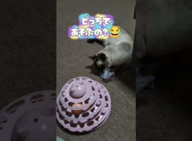 どっちにするの？シャム猫☆マロンちゃん #cat #catshorts #しゃむねこ #シャム猫 #猫のいる暮らし #ねこのいる生活