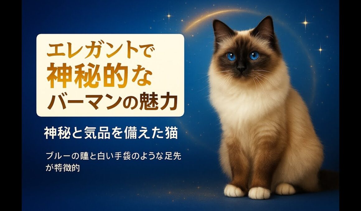美しい猫の品種 「バーマン」の魅力をご紹介
