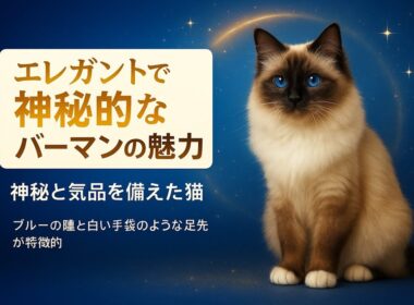 美しい猫の品種 「バーマン」の魅力をご紹介