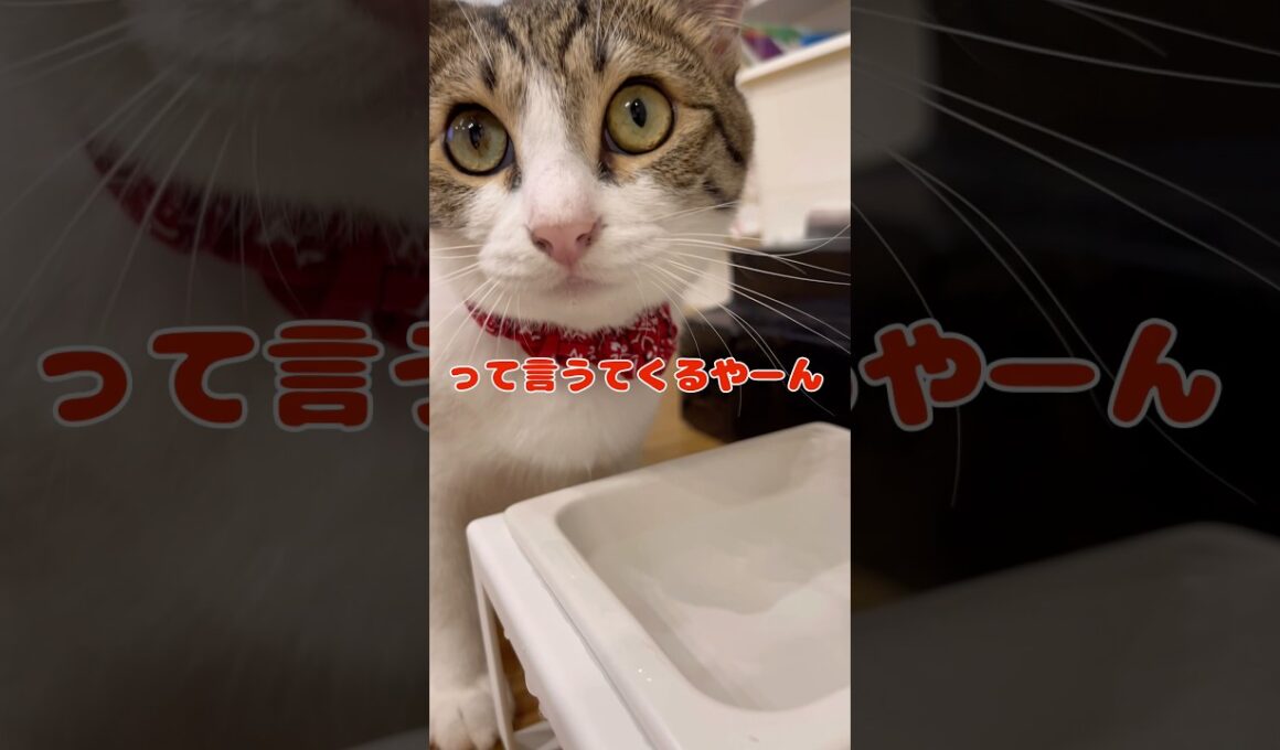 【保護猫】あれ、なんなん？って聞く猫