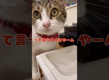 【保護猫】あれ、なんなん？って聞く猫