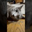 【ロシアンブルー】めろんでっかめの目やについてた🫢【猫】#shorts