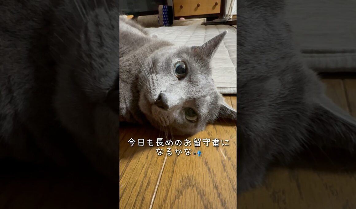 【ロシアンブルー】めろんでっかめの目やについてた🫢【猫】#shorts