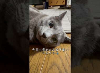 【ロシアンブルー】めろんでっかめの目やについてた🫢【猫】#shorts