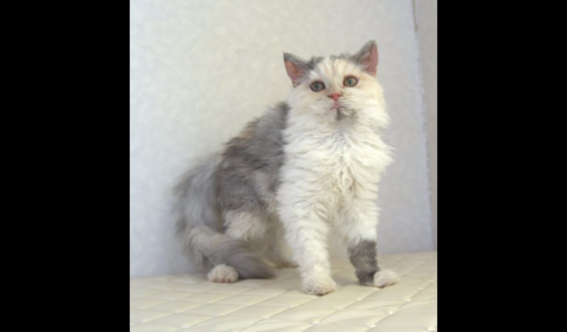セルカークレックス子猫　Selkirk Rex　2025.4.12産まれ　ダイリュートキャリコ　巻き毛　女の子　シーダキャット猫のお店