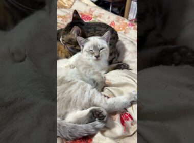 シャムの子ネコ雫ちゃん、キジシロのルルに、寄り添い、幸せ顔。子ネコ黒夢、来夢は、少し離れて、寄り添う