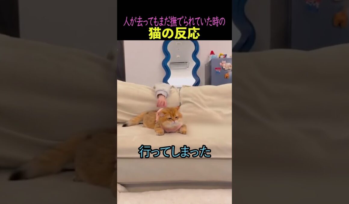 ㊗️1,600万再生突破‼️人が去ってもまだ撫でられていた時の猫の反応#猫　#猫のいる暮らし　#猫動画　#ねこ　#可愛い　#ペット　#かわいい　#2ch
