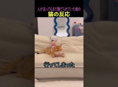 ㊗️1,600万再生突破‼️人が去ってもまだ撫でられていた時の猫の反応#猫　#猫のいる暮らし　#猫動画　#ねこ　#可愛い　#ペット　#かわいい　#2ch