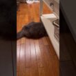 カールくんを探せ #ねこ動画 #アメリカンカール