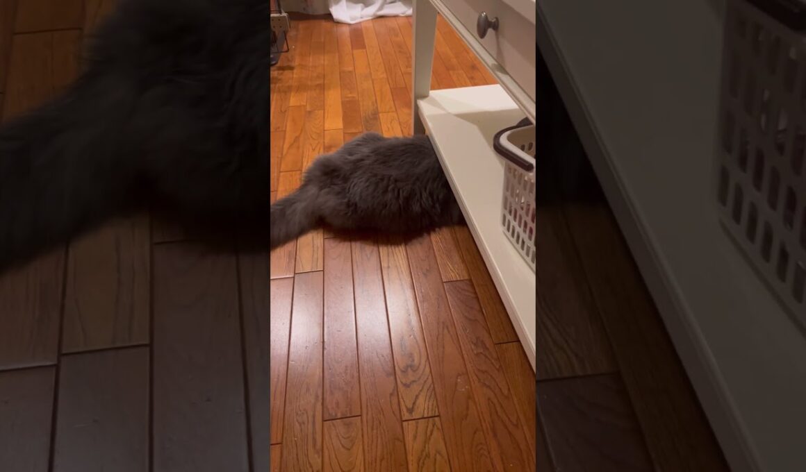 カールくんを探せ #ねこ動画 #アメリカンカール