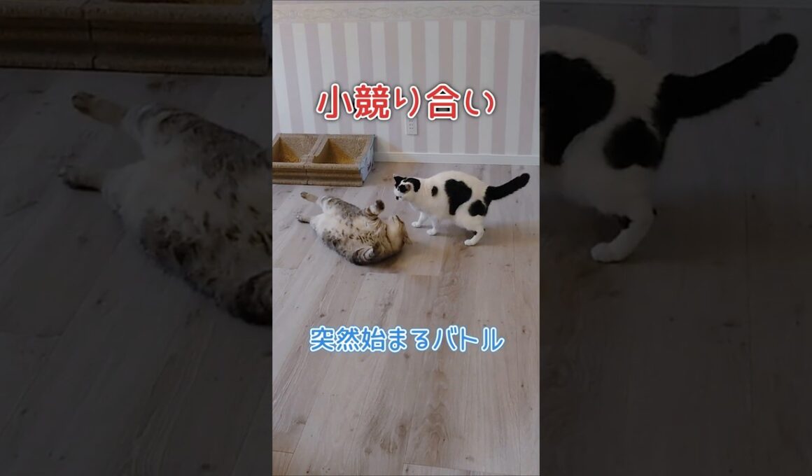 小競り合い勃発！！  #シャムミックス #キジトラ #ねこ #猫好きさんと繋がりたい #shorts #保護猫 #サバトラ #白黒猫 #ヅラ猫