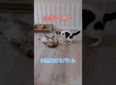 小競り合い勃発！！  #シャムミックス #キジトラ #ねこ #猫好きさんと繋がりたい #shorts #保護猫 #サバトラ #白黒猫 #ヅラ猫