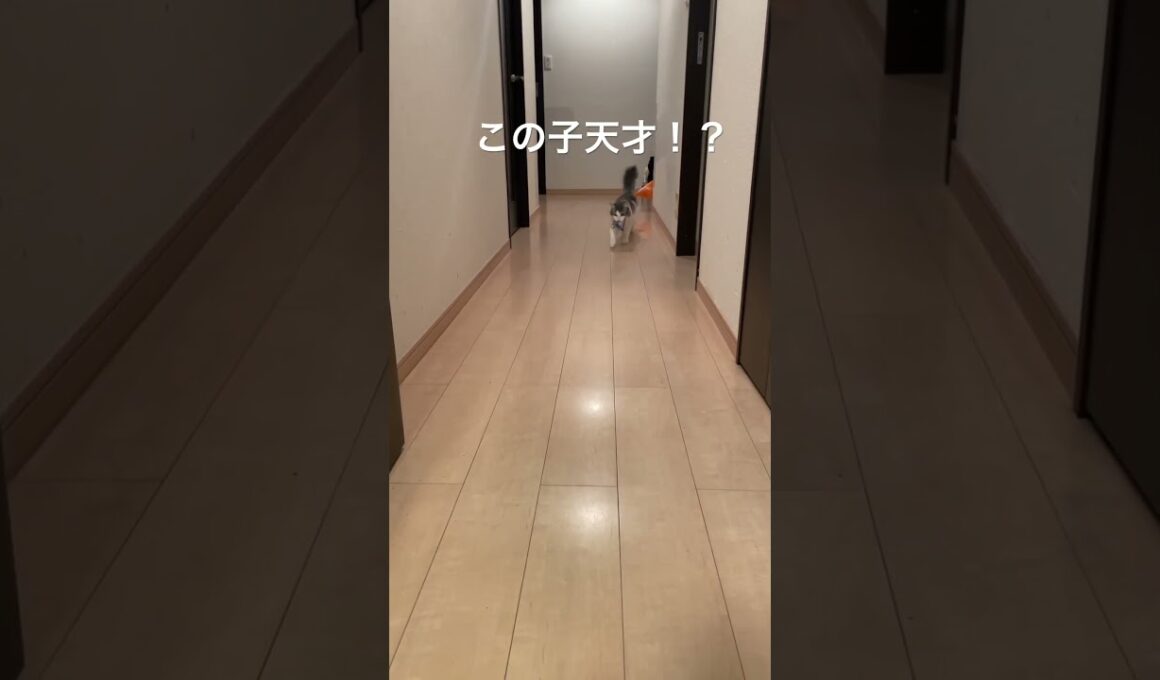 この子天才！？　#猫　#ノルウェージャンフォレストキャット