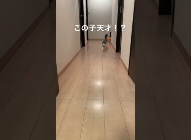この子天才！？　#猫　#ノルウェージャンフォレストキャット