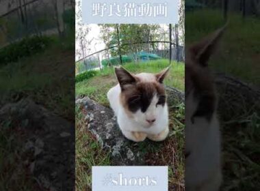 眉間の傷みたいな柄のシャム猫mixちゃん可愛い箱座り straycats 野良猫 #shorts