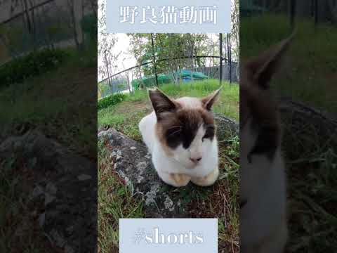 眉間の傷みたいな柄のシャム猫mixちゃん可愛い箱座り straycats 野良猫 #shorts