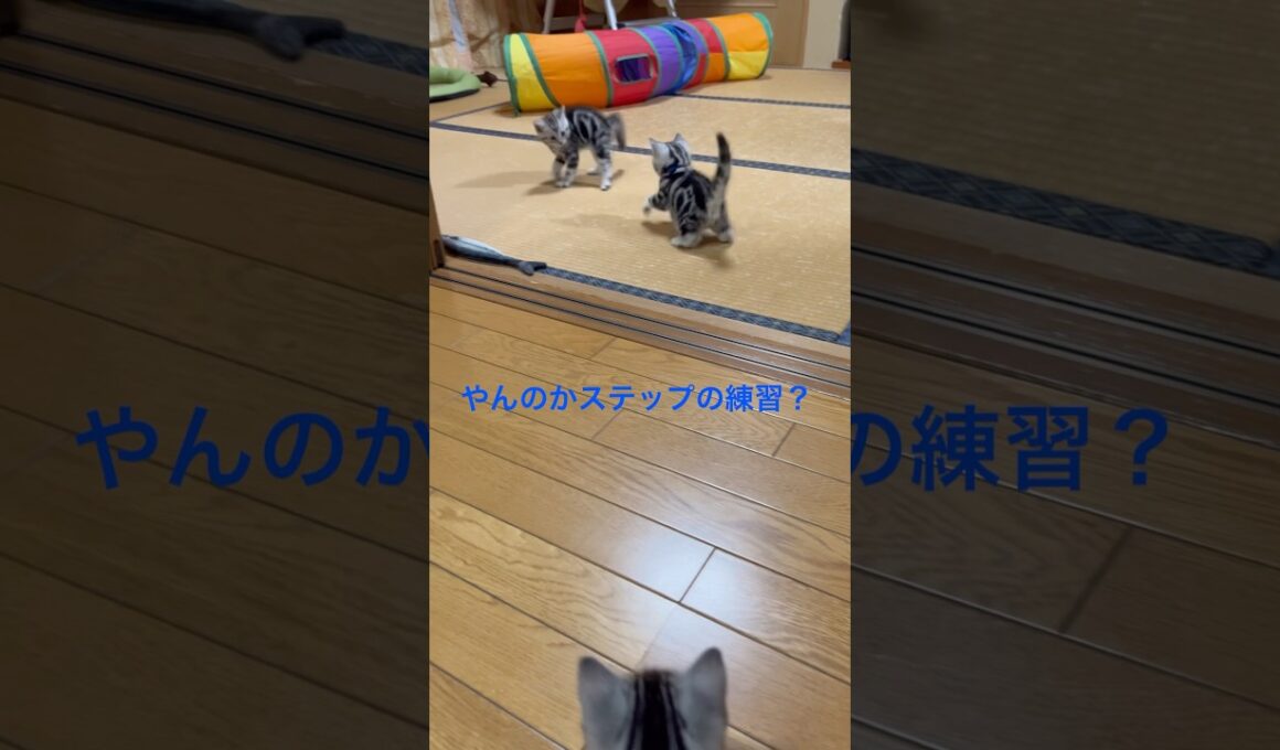 走るの速い！子猫の成長も早いね。#アメリカンショートヘア#アメショ#子猫#猫の日常#cat#cats