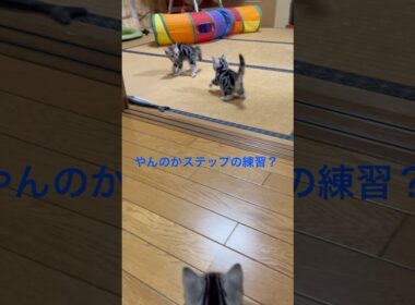 走るの速い！子猫の成長も早いね。#アメリカンショートヘア#アメショ#子猫#猫の日常#cat#cats