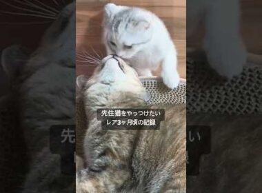 レア(3ヶ月頃) 先住猫をやっつけ隊😼😬 #子猫 #猫のいる暮らし #スコティッシュフォールド