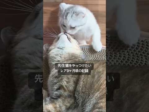 レア(3ヶ月頃) 先住猫をやっつけ隊😼😬 #子猫 #猫のいる暮らし #スコティッシュフォールド