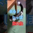 尻尾がどでかくなったまる　#メインクーンミックス　#保護猫