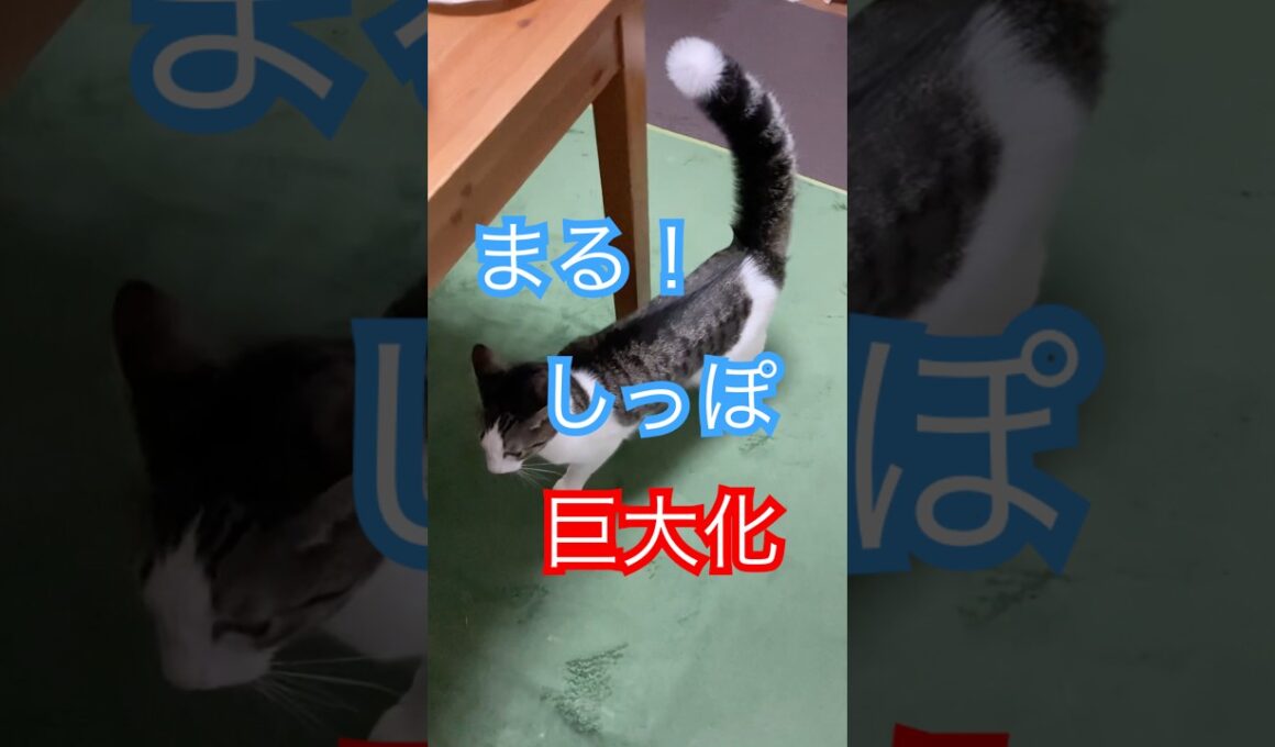 尻尾がどでかくなったまる　#メインクーンミックス　#保護猫
