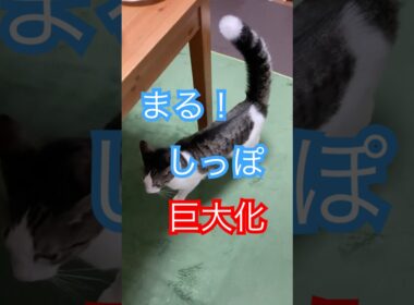 尻尾がどでかくなったまる　#メインクーンミックス　#保護猫
