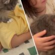 姉と妹で起こし方が全く違う猫　サイベリアン