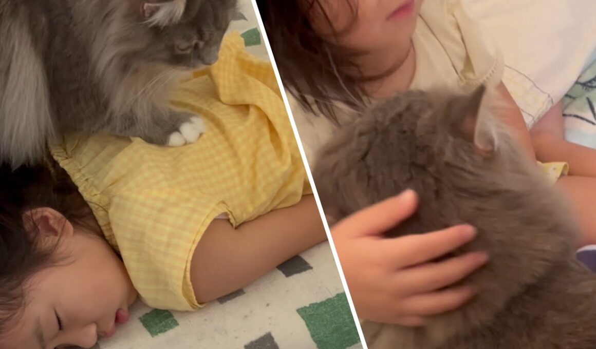 姉と妹で起こし方が全く違う猫　サイベリアン