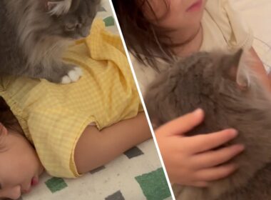 姉と妹で起こし方が全く違う猫　サイベリアン