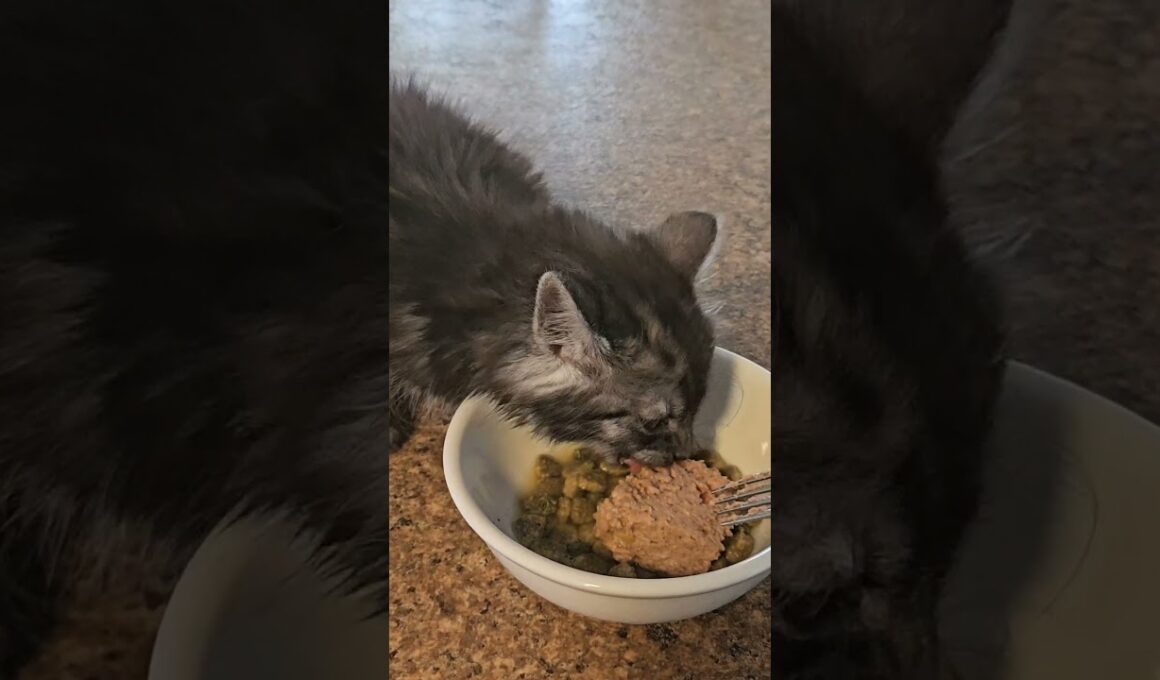 Kitten stealing the dog's food.🥰