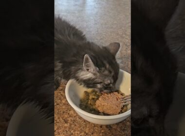 Kitten stealing the dog's food.🥰