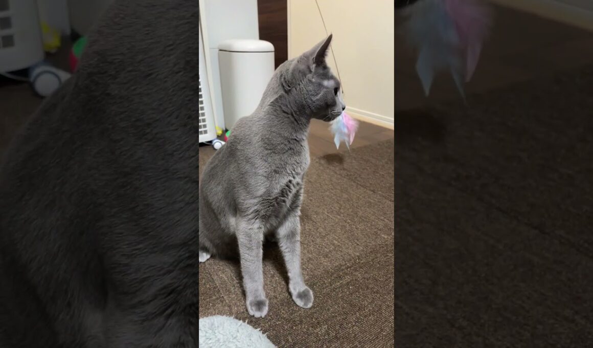 #ロシアンブルー #cat #猫のいる暮らし