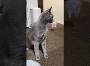 #ロシアンブルー #cat #猫のいる暮らし