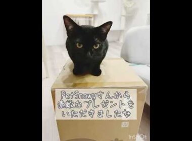 感謝する黒猫　#ボンベイ #子猫 #cat #bombay #petsnowy #空気清浄機 #猫トイレ #自動猫トイレ #猫のいる暮らし #ねこのいる生活 #猫好きさんと繋がりたい #ねこ