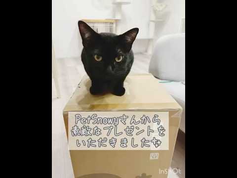感謝する黒猫　#ボンベイ #子猫 #cat #bombay #petsnowy #空気清浄機 #猫トイレ #自動猫トイレ #猫のいる暮らし #ねこのいる生活 #猫好きさんと繋がりたい #ねこ